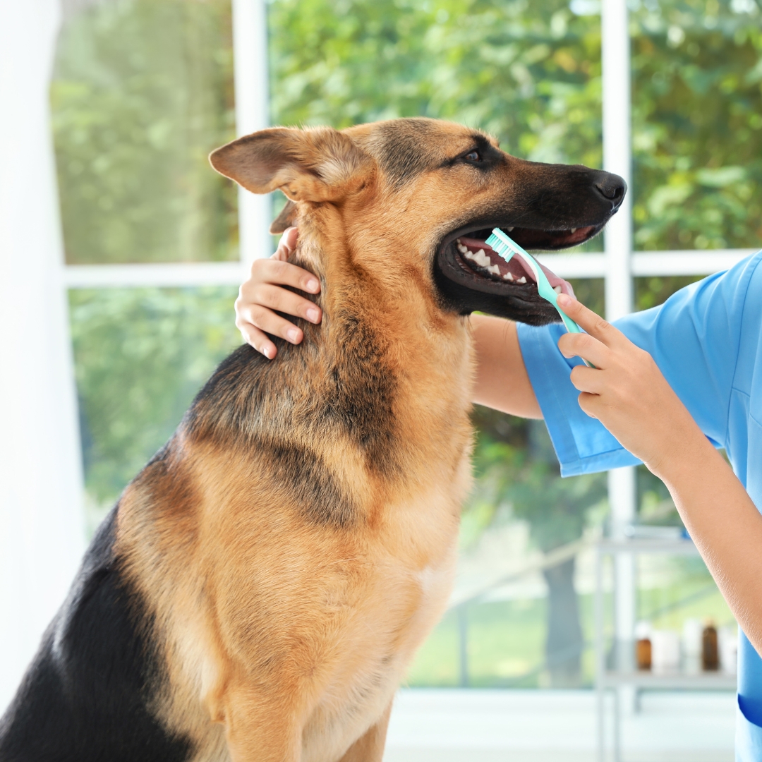 A dog getting its teeth brushed by a person