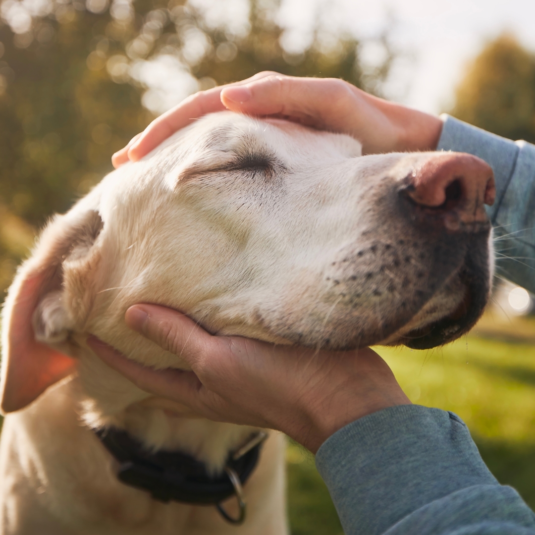 Hands petting a content yellow labrador's head