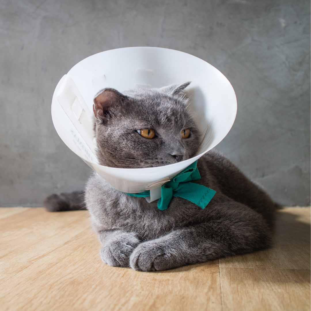 A gray cat with an collar looking to the side on a wooden floor