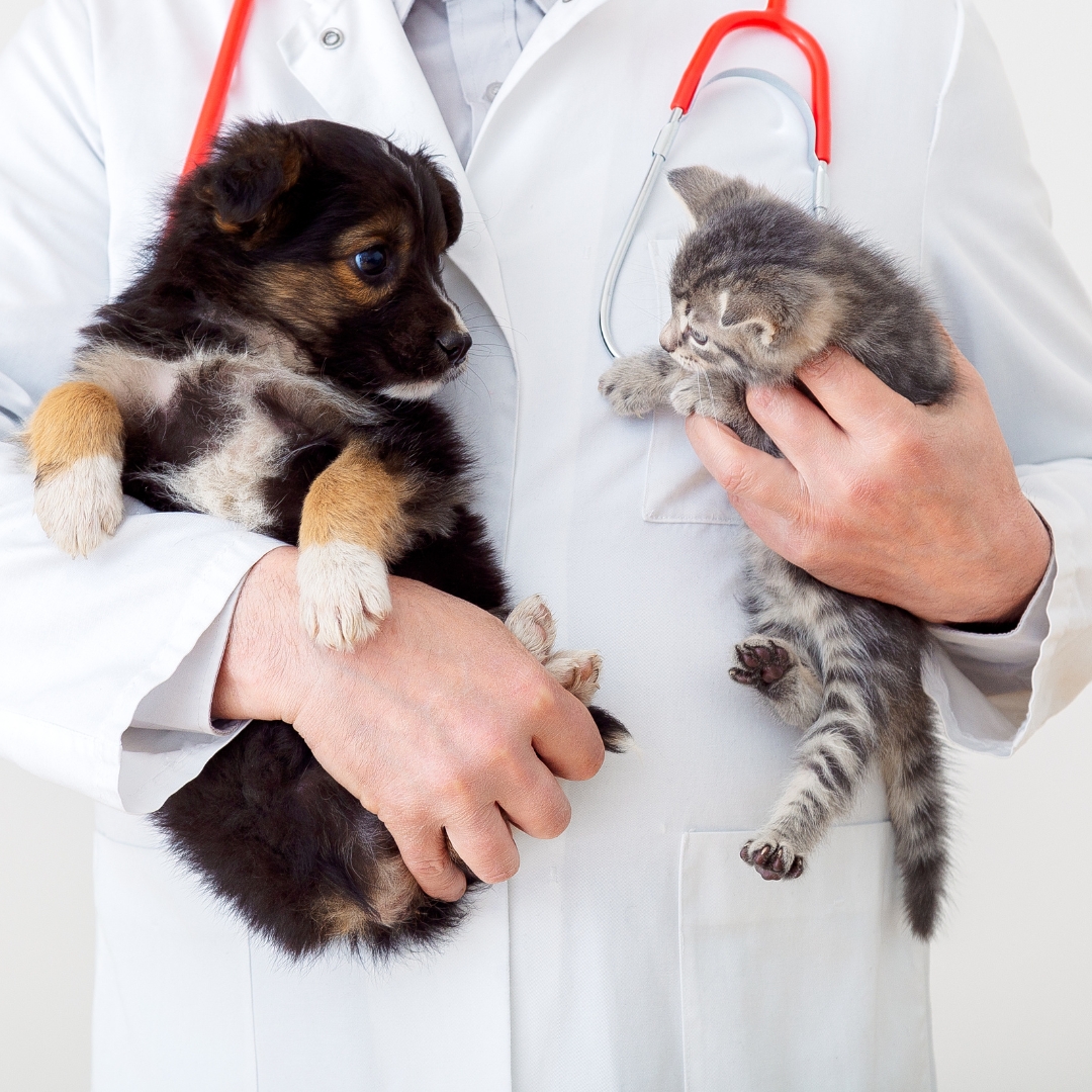 A vet in a white coat holding a puppy and a kitten