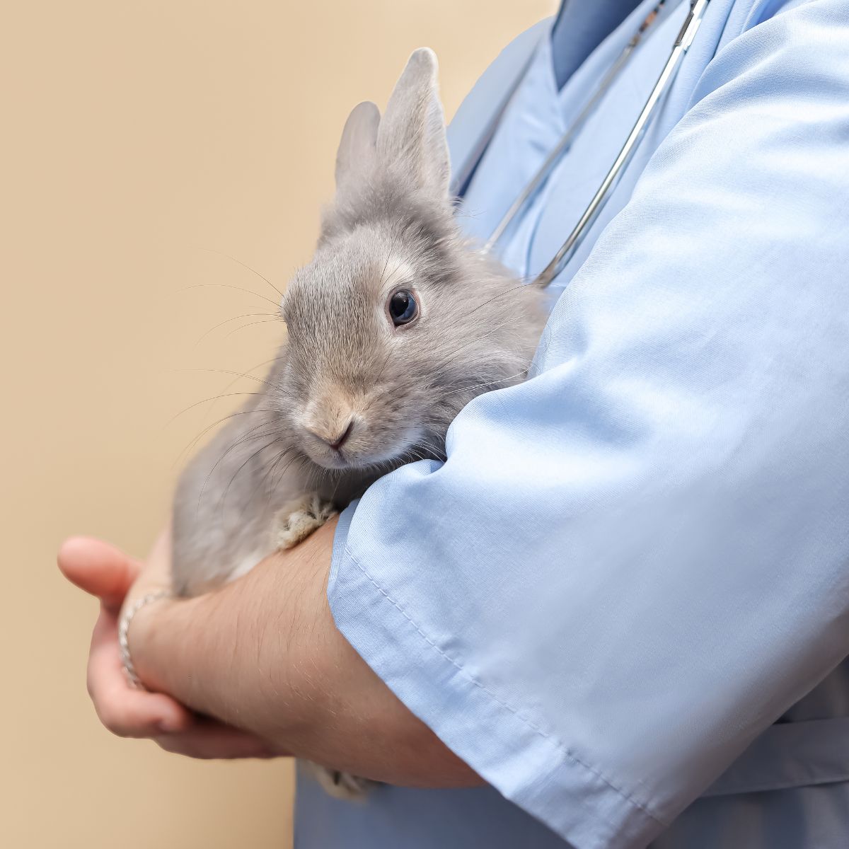 male veterinarian holds a rabbit