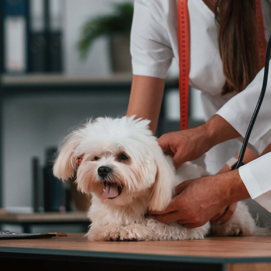 a vet examining a dog on a table