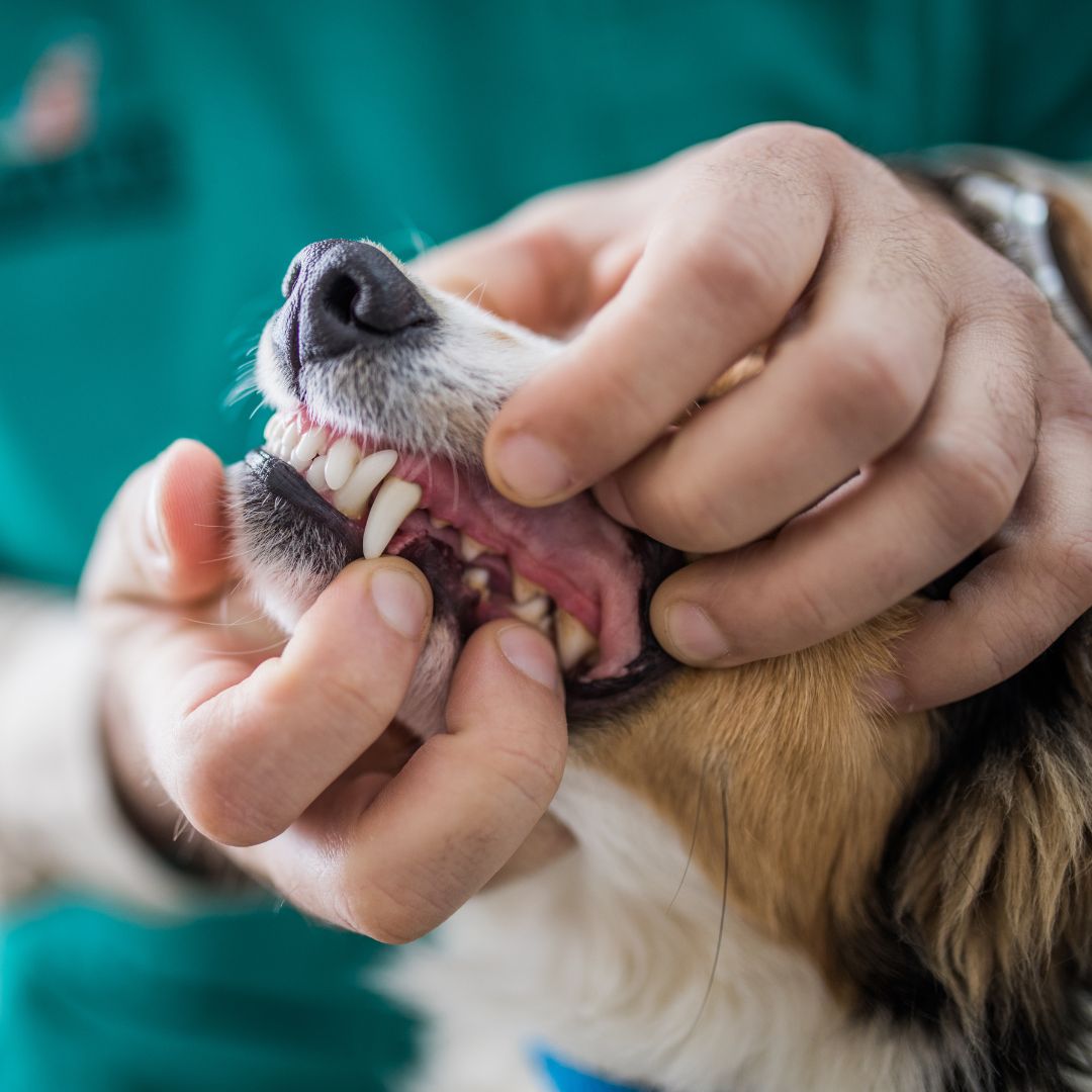 examining dog's dental health at vet's office